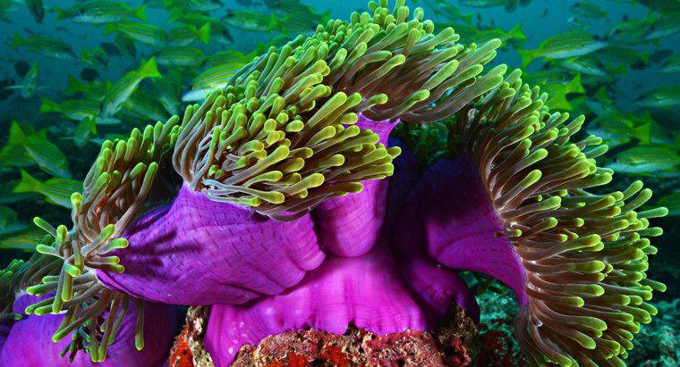 Quelles formes de reproduction l'anémone de mer utilise-t-elle ?