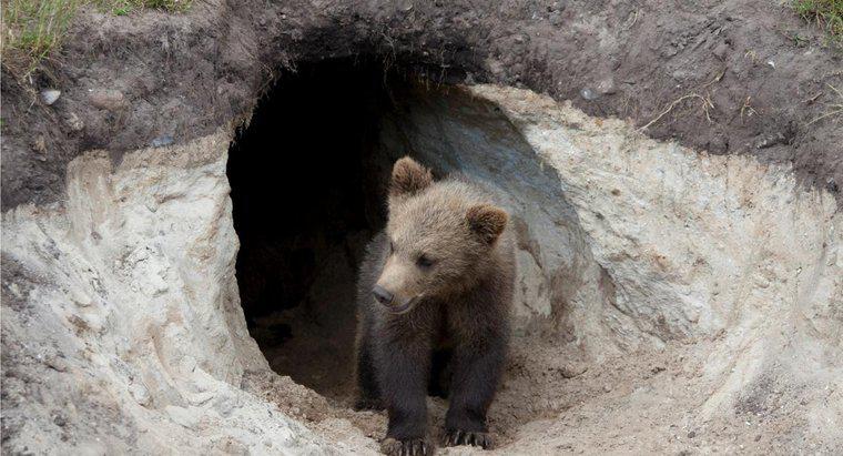Les ours vivent-ils dans des grottes ?