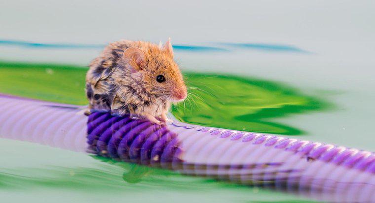 Les souris peuvent-elles nager ?