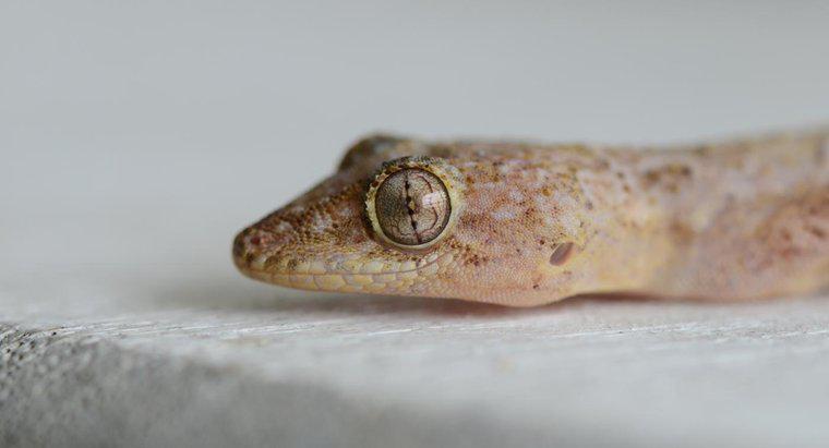 Combien de temps vivent les geckos ?