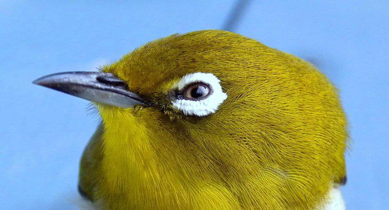 Les oiseaux sont-ils daltoniens ?