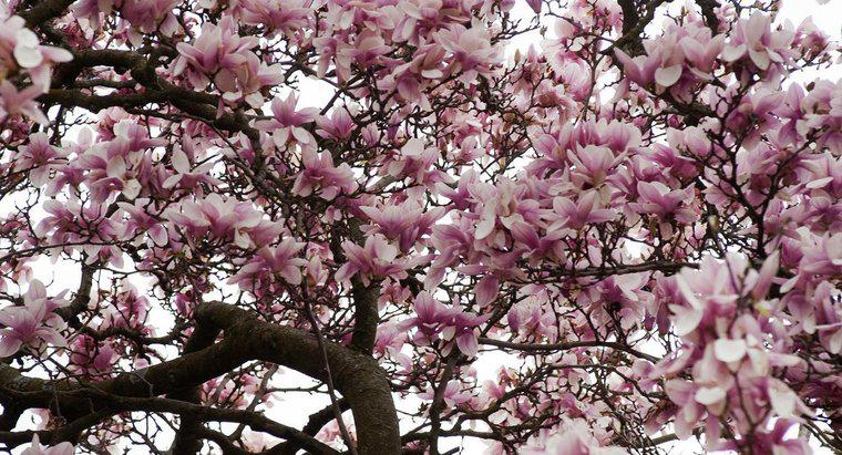 Qu'est-ce qui empêche les magnolias de fleurir?