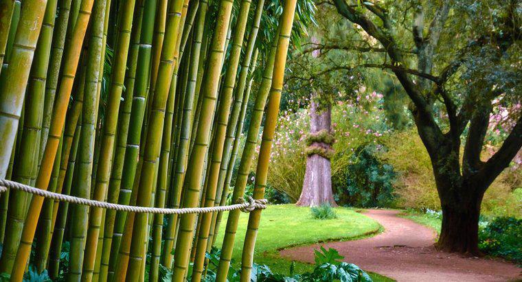 Le bambou est-il toxique pour l'homme ?