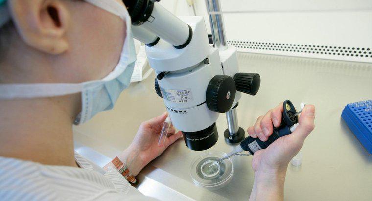 Quel type d'objet étudiez-vous avec un stéréomicroscope ?