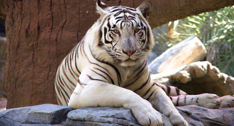 Combien de tigres blancs reste-t-il dans le monde ?