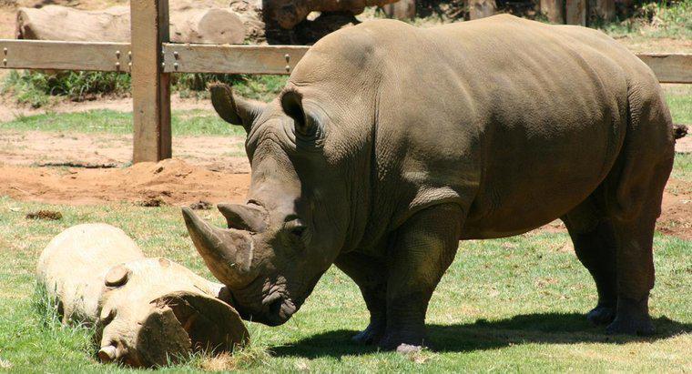 Pourquoi les rhinocéros ont-ils la peau épaisse ?