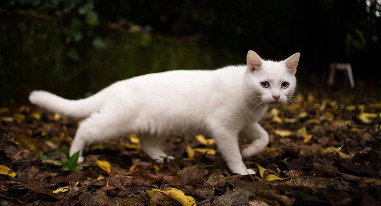 Que symbolise un chat blanc ?