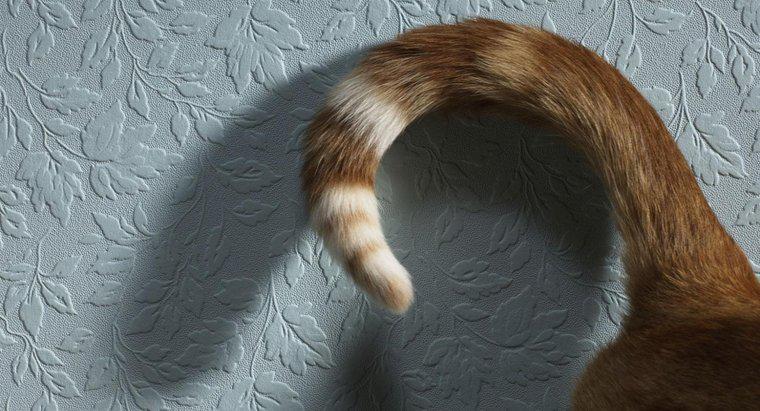 Qu'est-ce que cela signifie quand un chat remue la queue ?