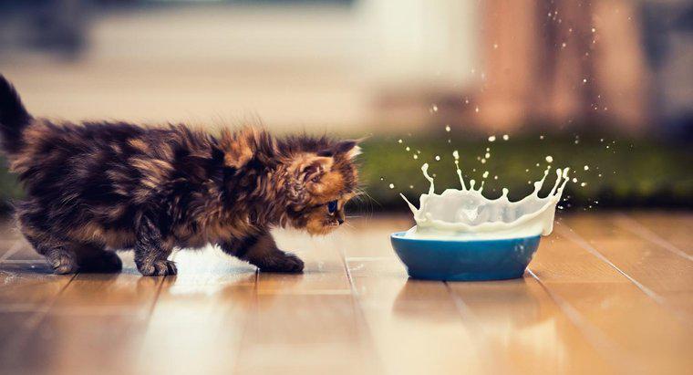 Pourquoi est-il mauvais pour les chats de boire du lait ?