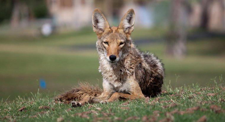Quel animal mange des coyotes ?