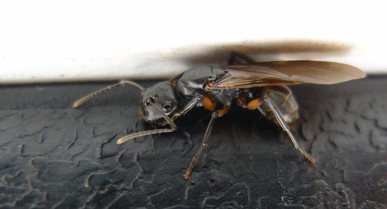 Les fourmis peuvent-elles voler ?