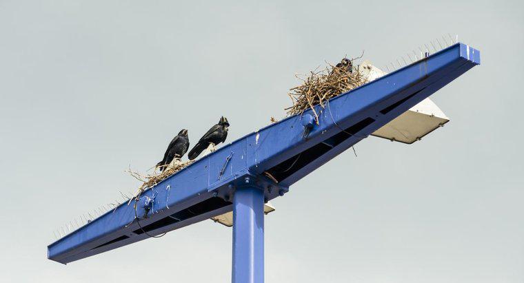 Où les corbeaux construisent-ils leurs nids ?