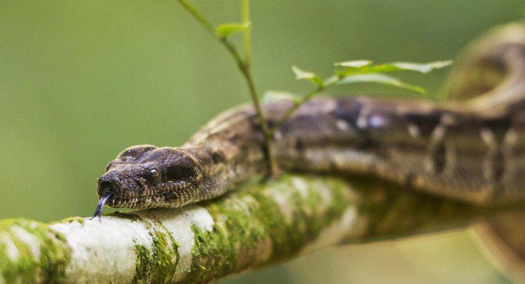 Quels types de plantes repoussent les serpents ?