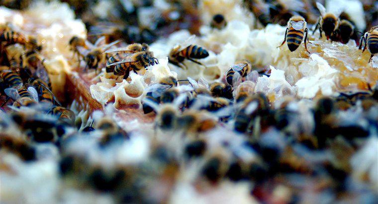 Comment les abeilles communiquent-elles ?