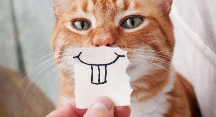 Les chats peuvent-ils sourire ?