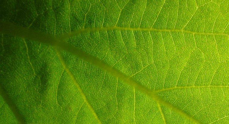 Quelle est l'importance de la photosynthèse dans la vie ?