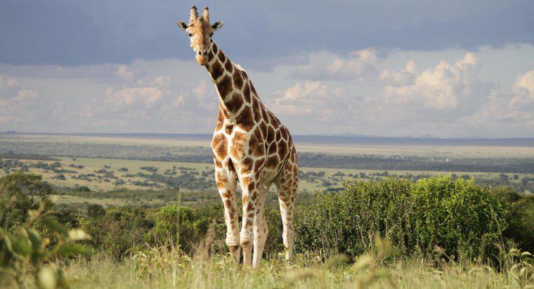 Quels sont les prédateurs et proies de la girafe ?
