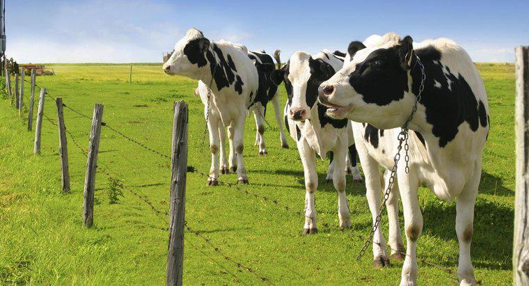 Quelle quantité de lait une vache Holstein produit-elle ?