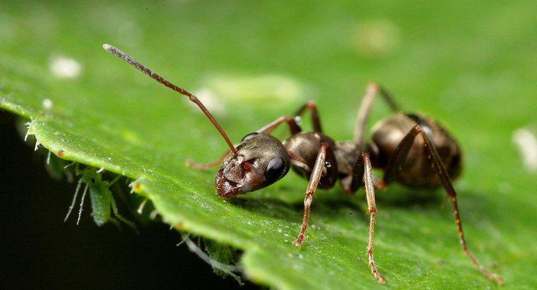 La cannelle tue-t-elle les fourmis ?