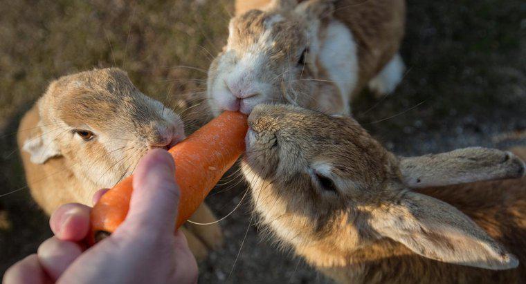 Pouvez-vous laisser les lapins mâles et femelles vivre ensemble ?