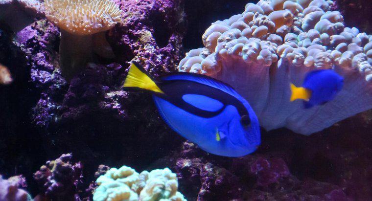 Quel type de poisson est Dory de trouver Nemo?