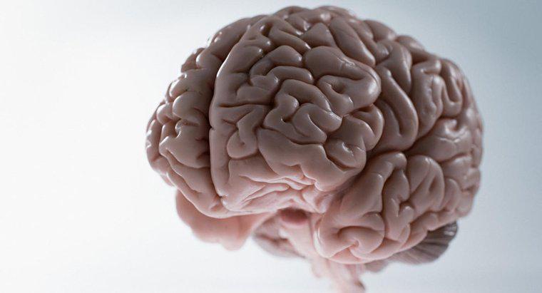Quel est le poids moyen du cerveau humain ?