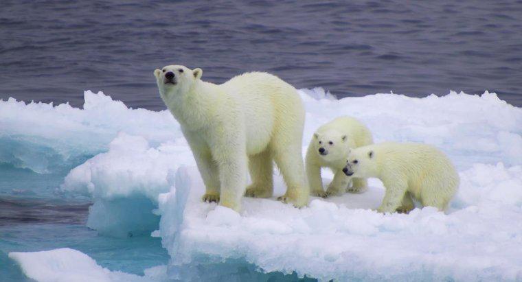 Quelle est la niche écologique de l'ours polaire?