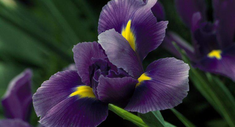 Quand les fleurs d'iris fleurissent-elles?