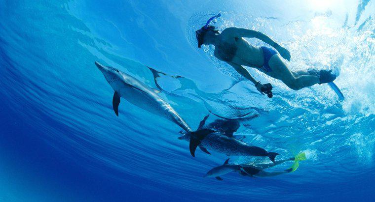 Les dauphins sont-ils plus intelligents que les humains ?