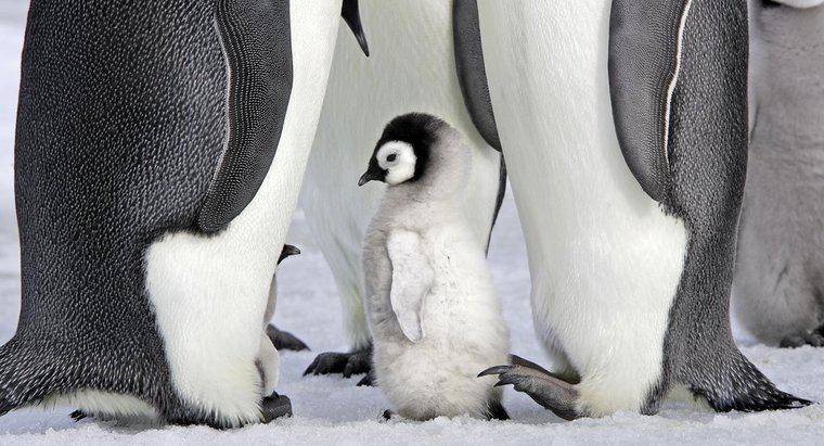 Les pingouins sont-ils des mammifères ?