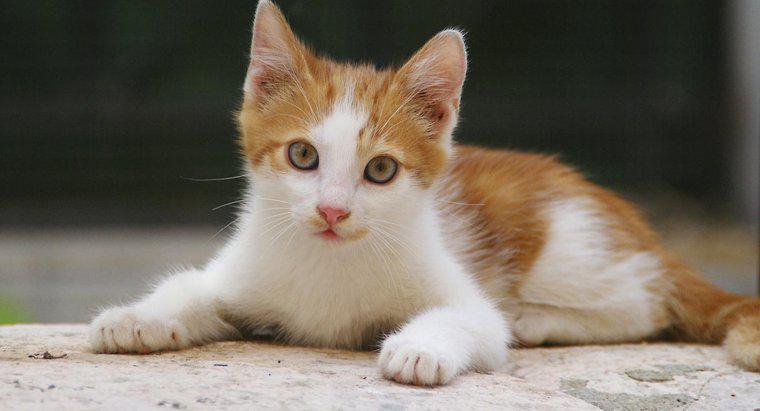 Quels sont les faits intéressants sur les chatons et les chats ?