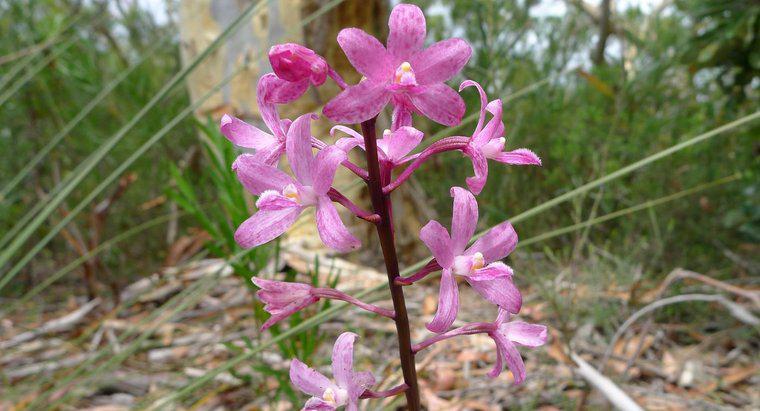Qu'est-ce qui mange les orchidées dans la forêt tropicale ?