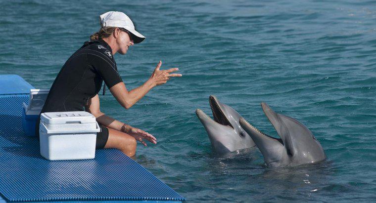 Comment les dauphins parlent-ils ?