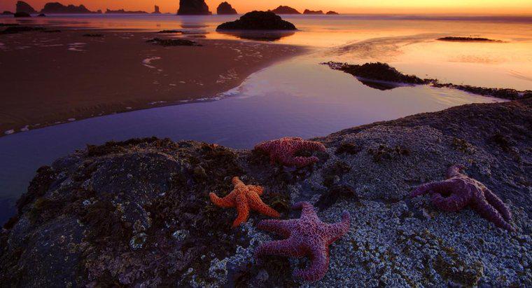 Quelle est la fonction des épines d'une étoile de mer ?