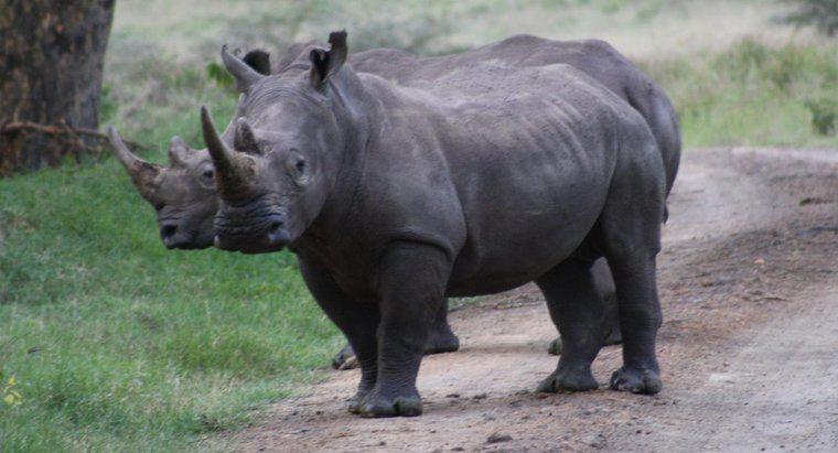Que mangent les rhinocéros ?