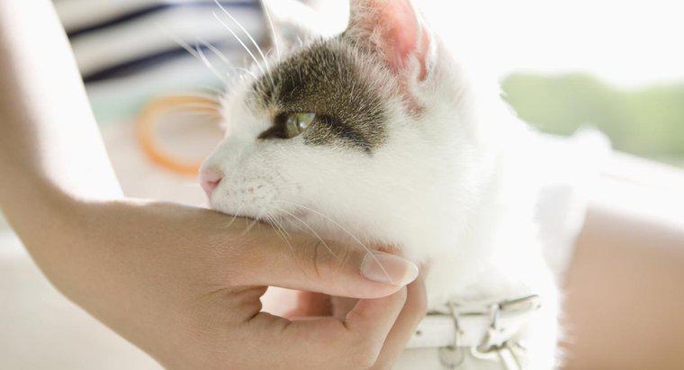 Les chats peuvent-ils porter l'angine streptococcique ?