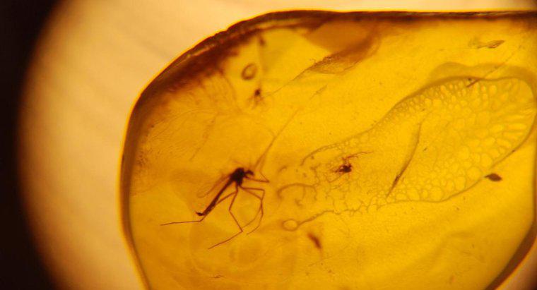 Un dinosaure pourrait-il être cloné à partir d'ADN conservé dans de l'ambre ?