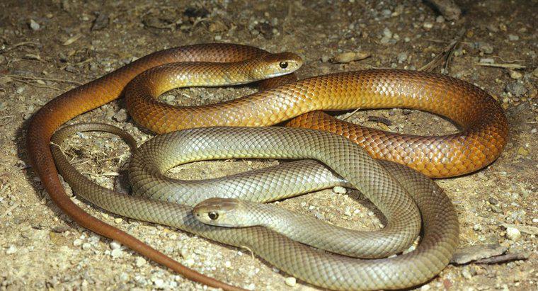 Comment les serpents se reproduisent-ils ?