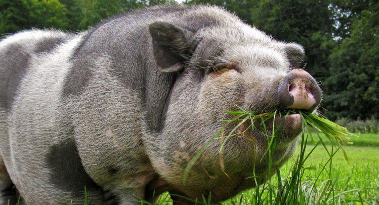Que mangent les cochons à ventre plat ?