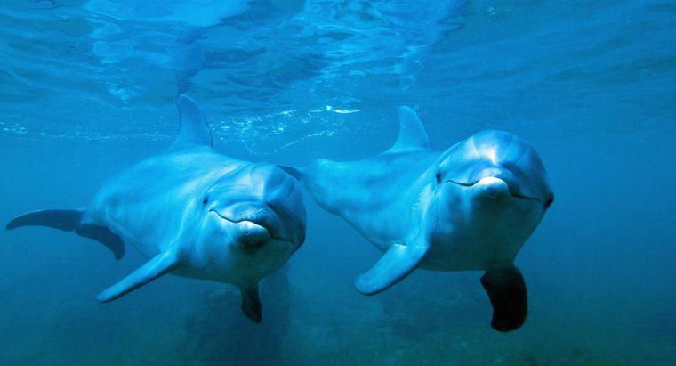 Comment les grands dauphins se reproduisent-ils ?
