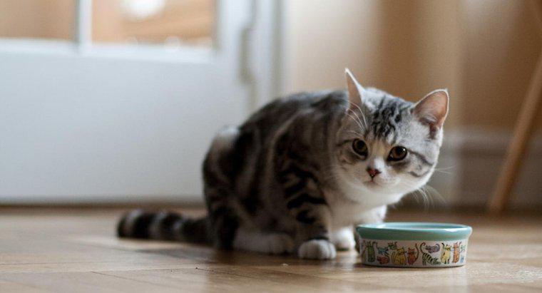 Quelle est la meilleure nourriture pour chats d'intérieur ?