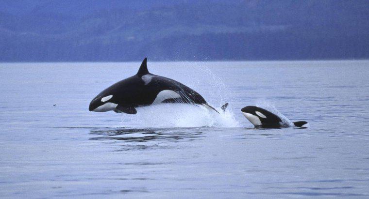 Pourquoi les baleines sautent-elles hors de l'eau ?