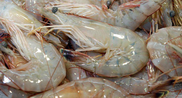 Est-il sécuritaire de manger des crevettes crues ?
