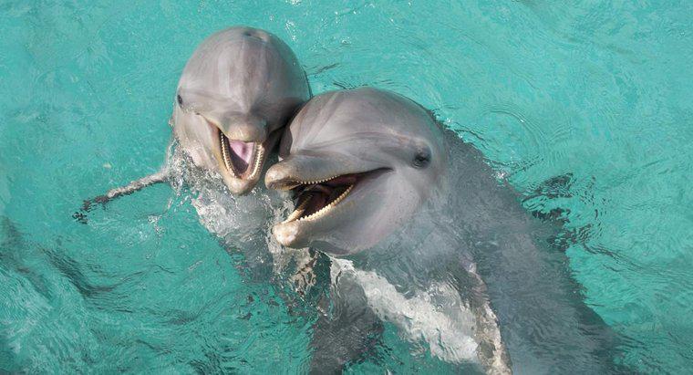 Combien de temps vivent les grands dauphins ?