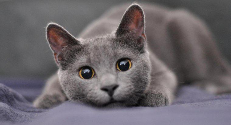 Quels sont les bons noms pour un chat gris mâle ?