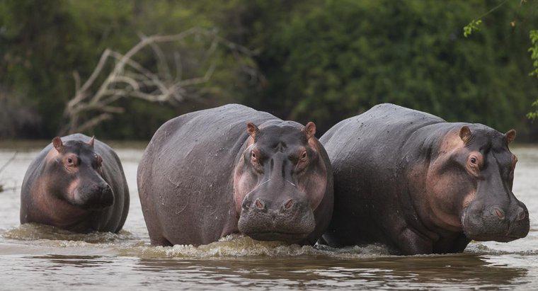Pourquoi l'hippopotame a-t-il été chassé dans l'Egypte ancienne ?