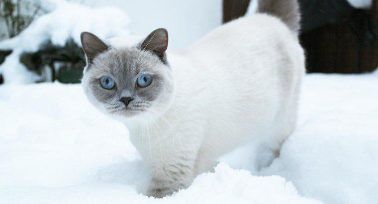 Les chats ont-ils un pelage plus épais en hiver ?
