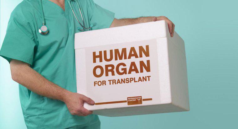 Quels sont les avantages et les inconvénients des greffes d'organes ?