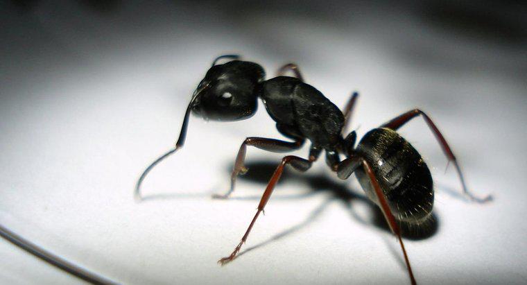 Les fourmis noires mordent-elles les gens ?