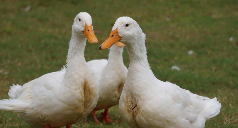 Comment savoir si un canard blanc est un mâle ou une femelle ?